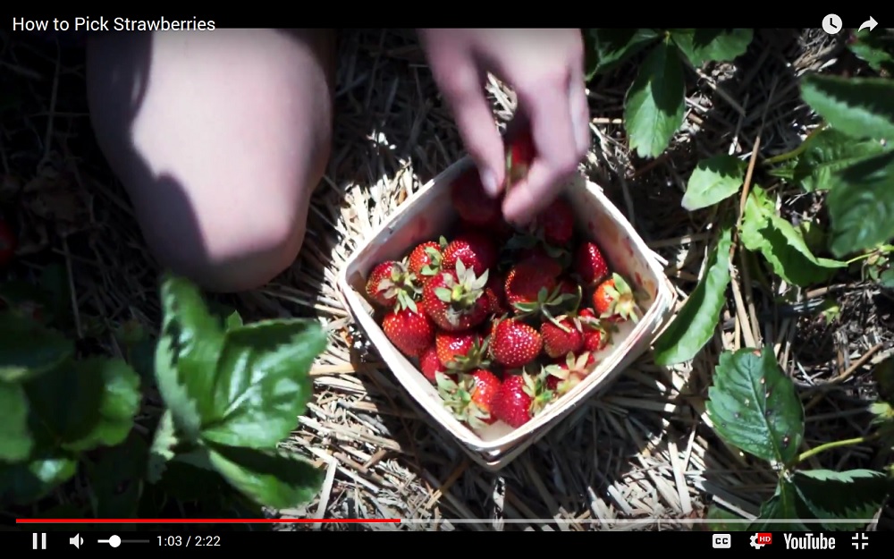 Screen Capture of Strawberry Picking Video showing strawberries in a basket