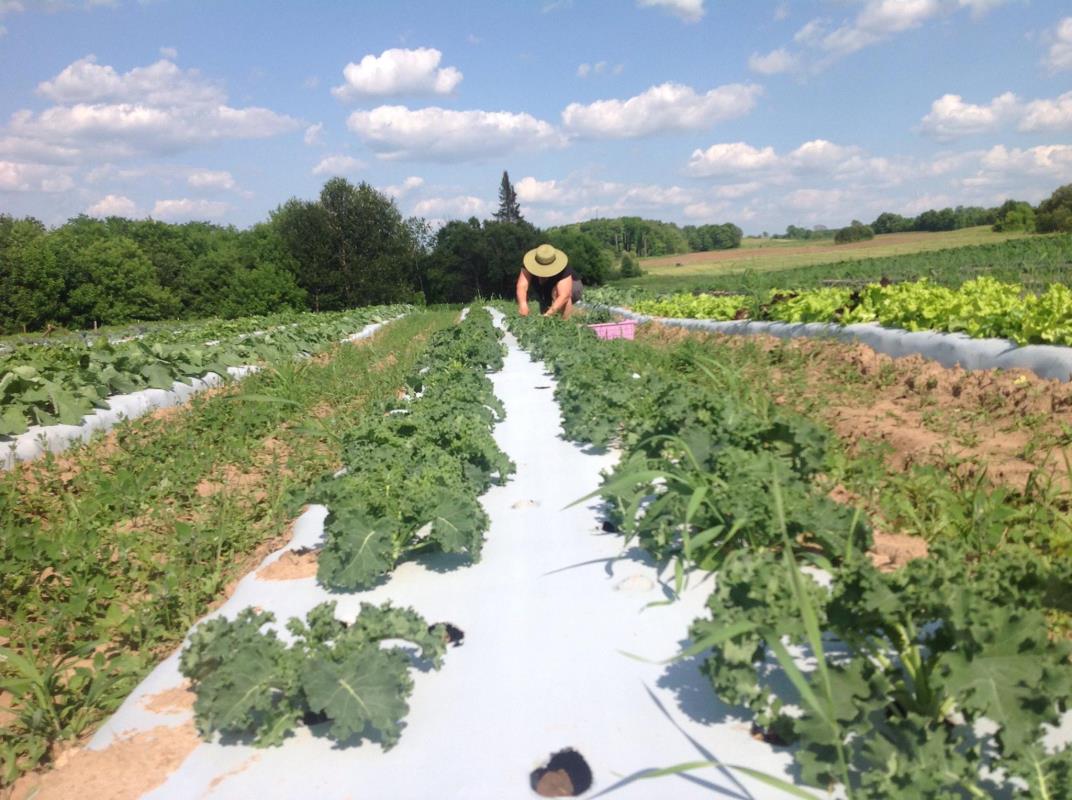 Woman planting vegetables in her garden, blue sky, clouds