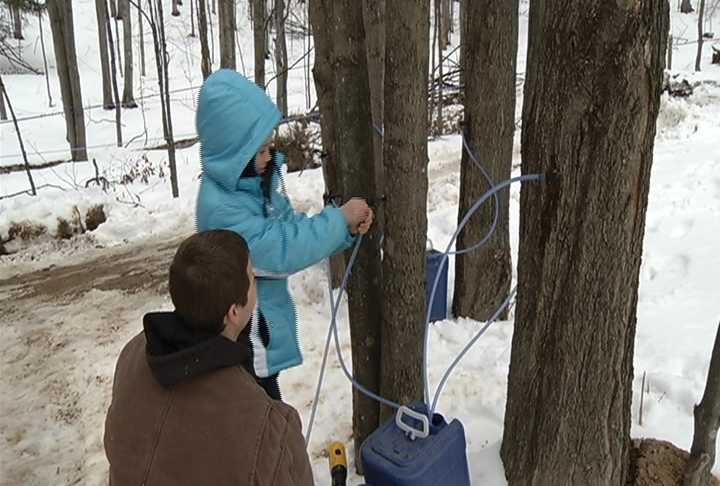 Woods Farm Maple Trees