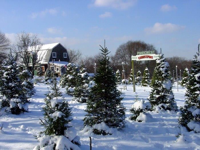 Pinecrest Christmas Tree Farm, snowy trees