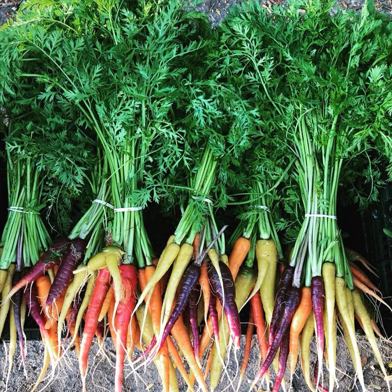 9 Bean Rows fresh carrots