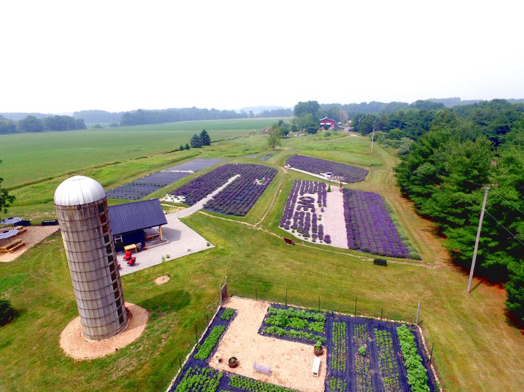 Hidden Spruce Lavender Farm