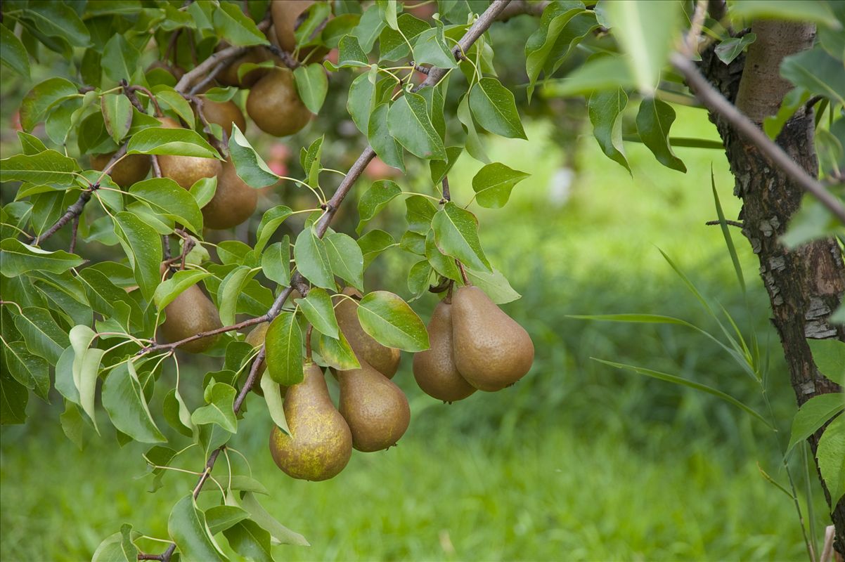Brookwood Fruit Farm