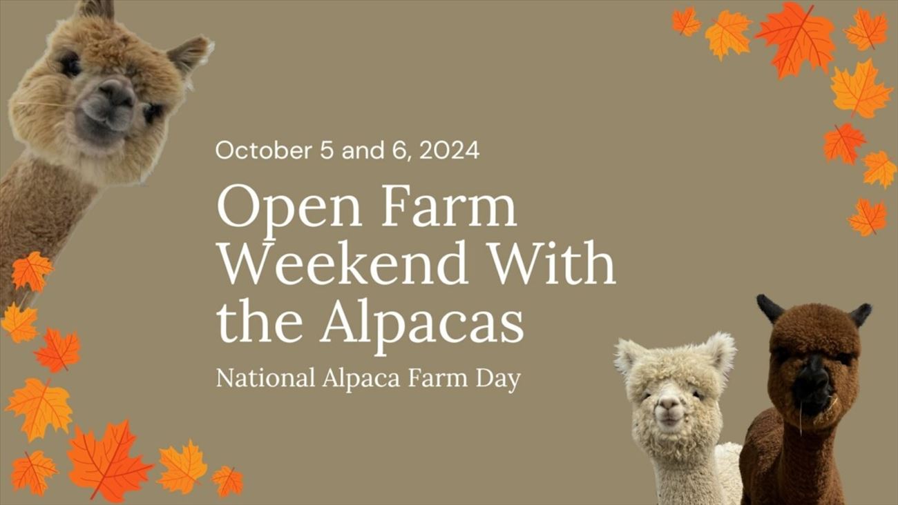 alpacafarmdayfall2024.jpg
