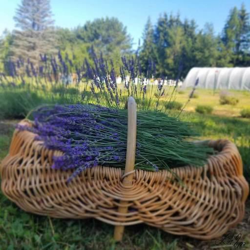 Lavender in a basket at Bee Wise Farms
