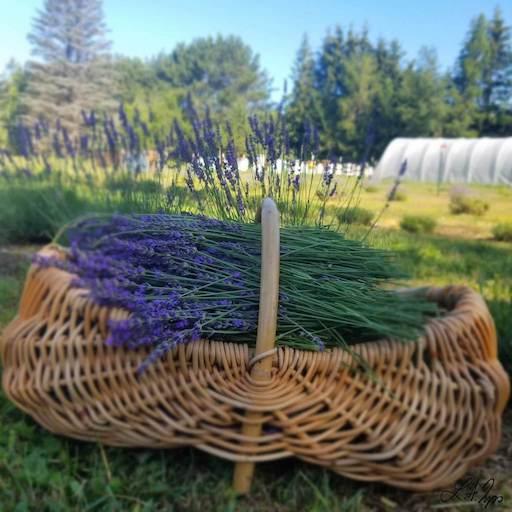 Lavender in a basket at Bee Wise Farms
