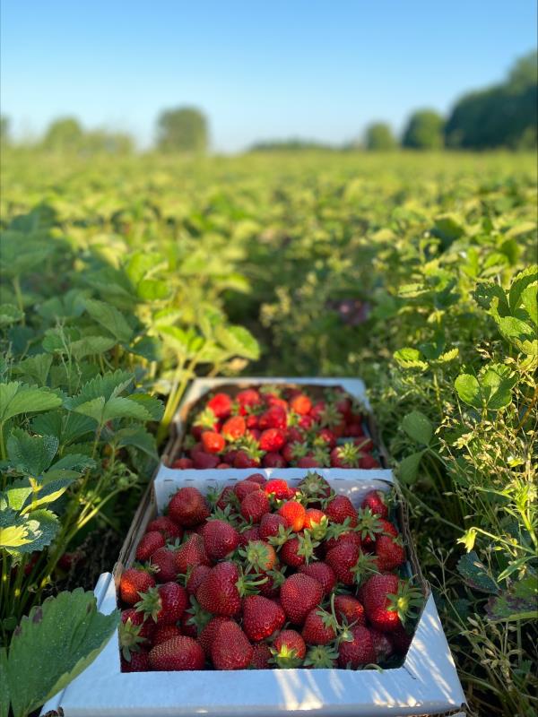 Strawberry flats in the field at Berry Flats Farm in Kingsley