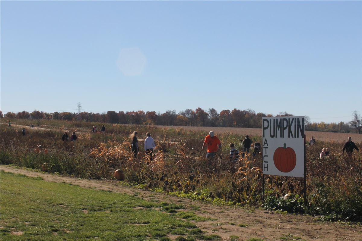 The Blast Corn Maze u-pick pumpkin patch