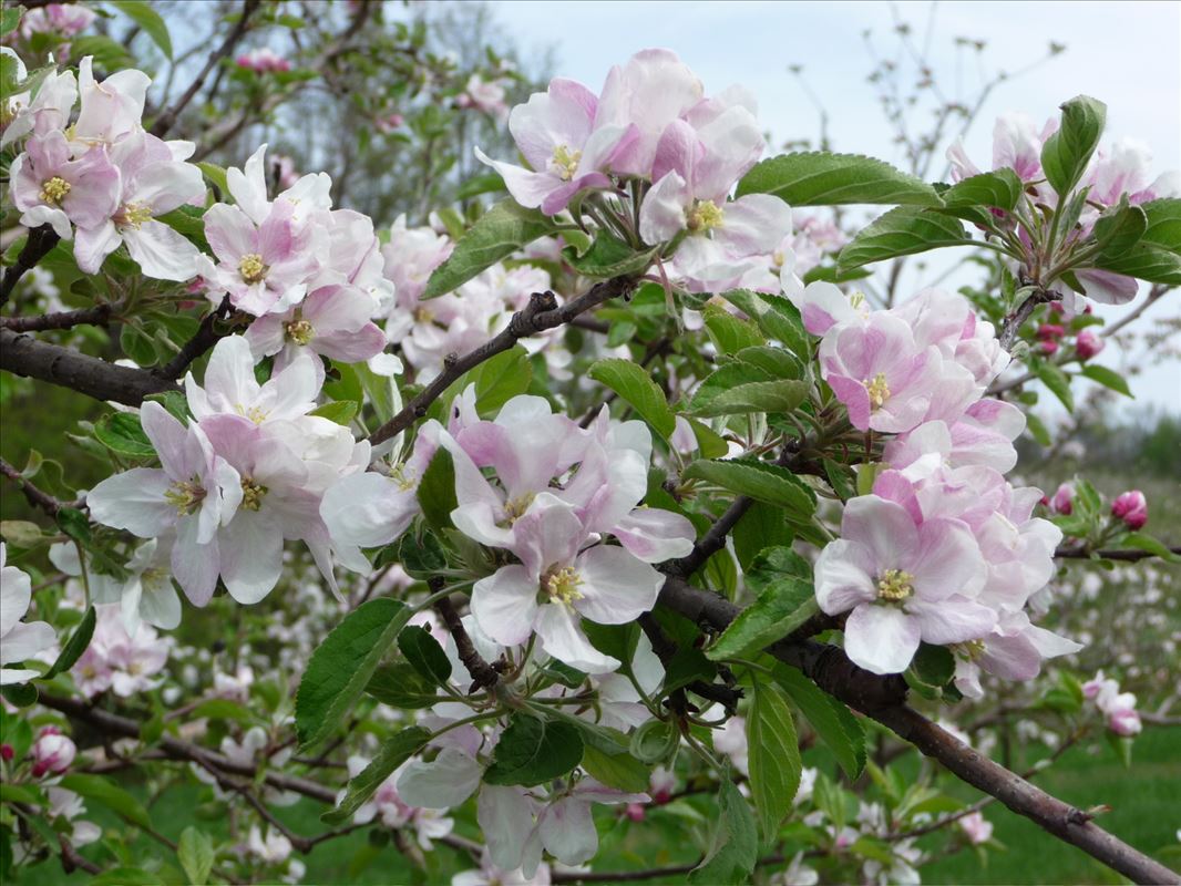 Tree-Mendus Fruit Farm