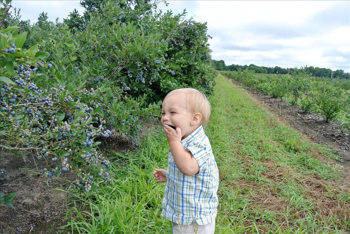 Bowerman's Blueberries Farm Market U-pick