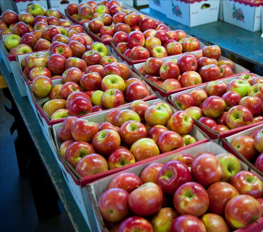 Brookwood Fruit Farm Apples