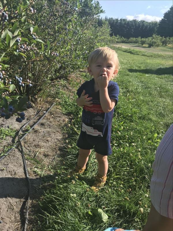 Boy eating blueberries at Buchan's Blueberry Hill
