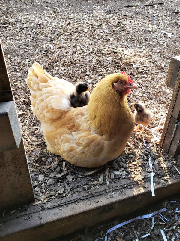 Chicken with chicks