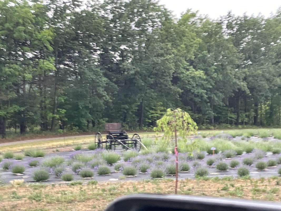 Lavender field in bloom with old farm equipment