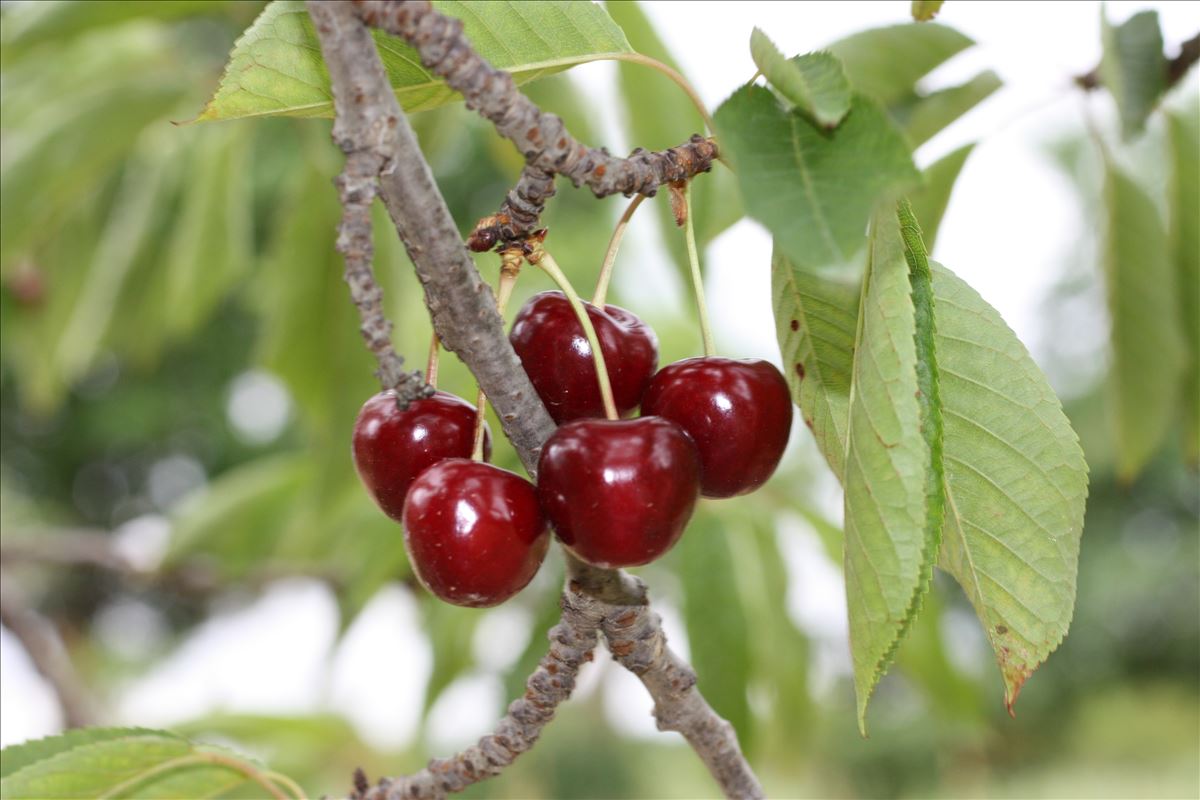 It's U-Pick Cherry Season!