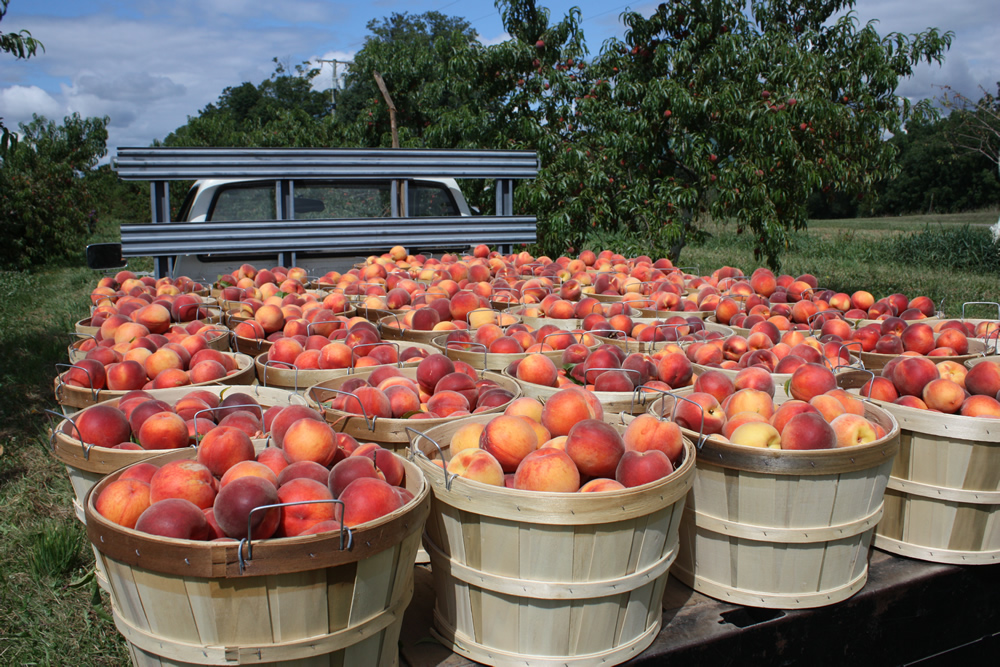 It's UPick Season! Michigan Farm Fun