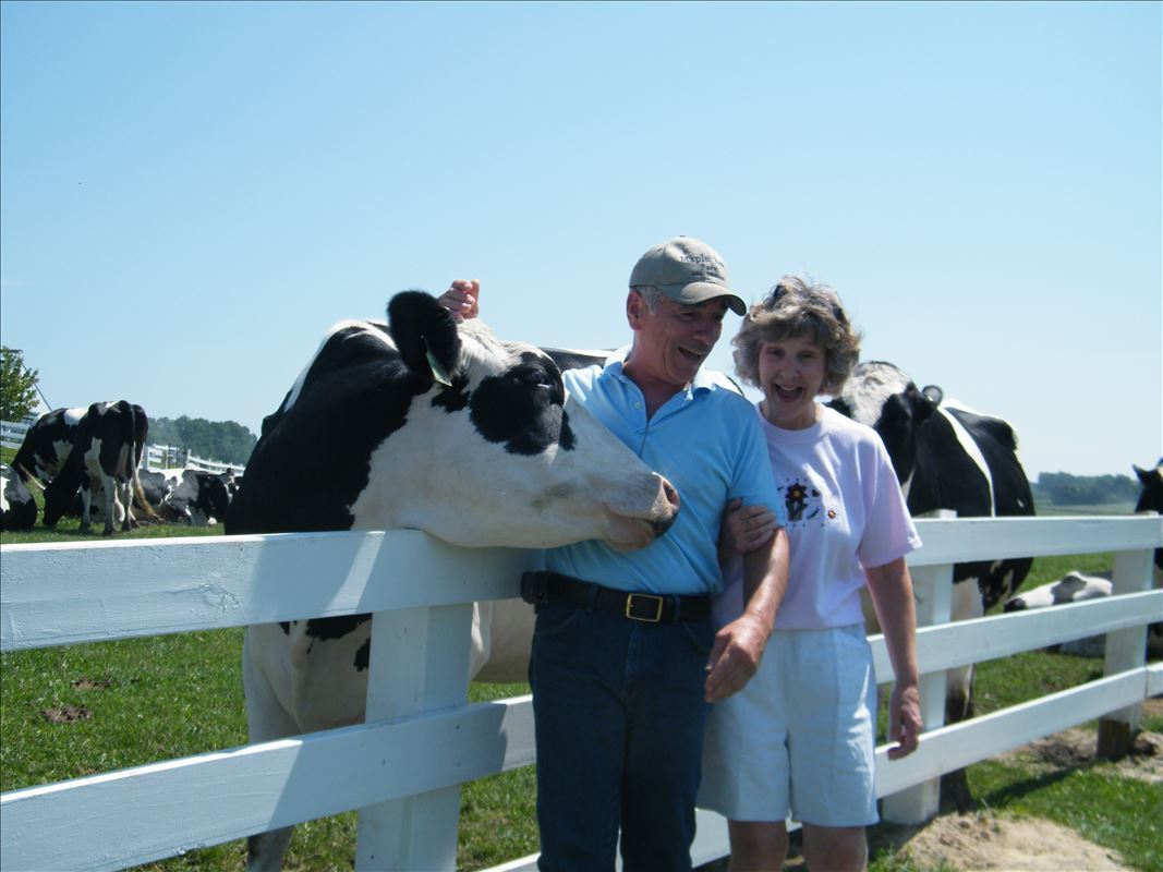 Country Dairy Cows