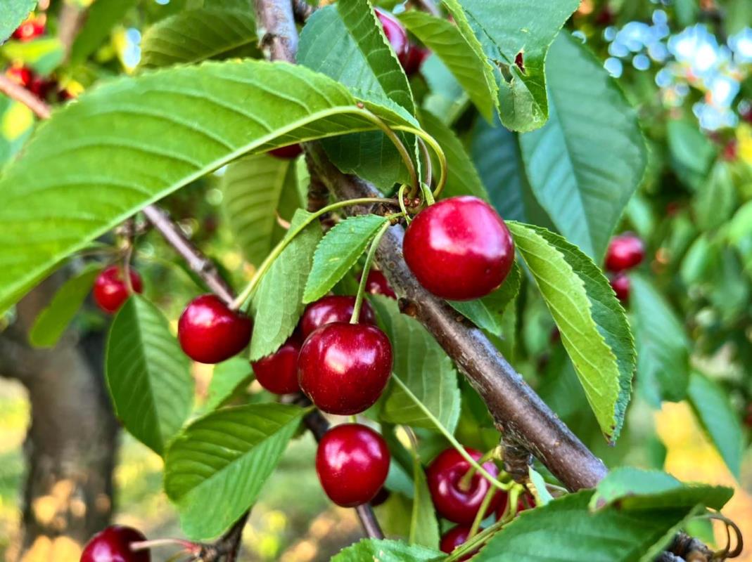 Sweet cherries on the tree