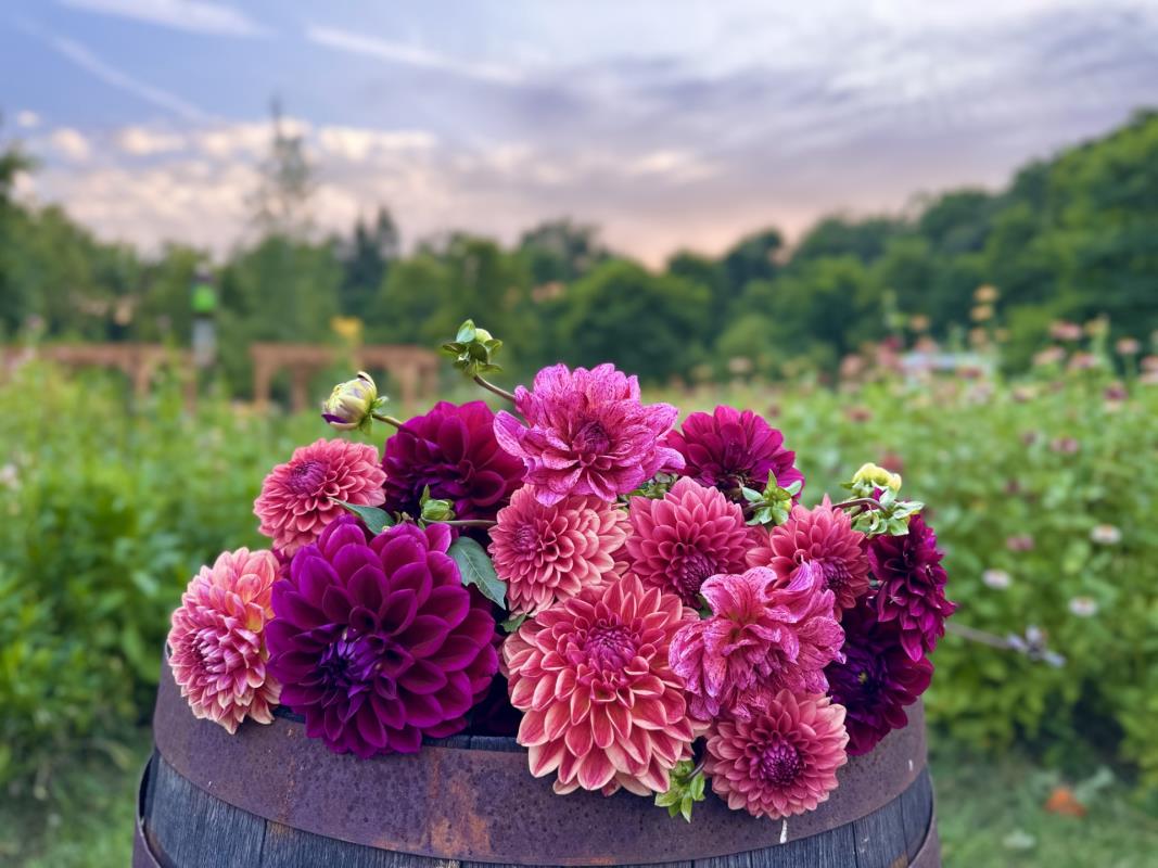 Dahlias at Barefoot Blossom Farm in Ortonville!