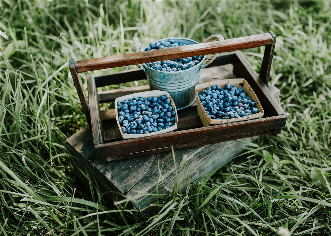DeGrandchamp Bluebrrry U-Pick Farm