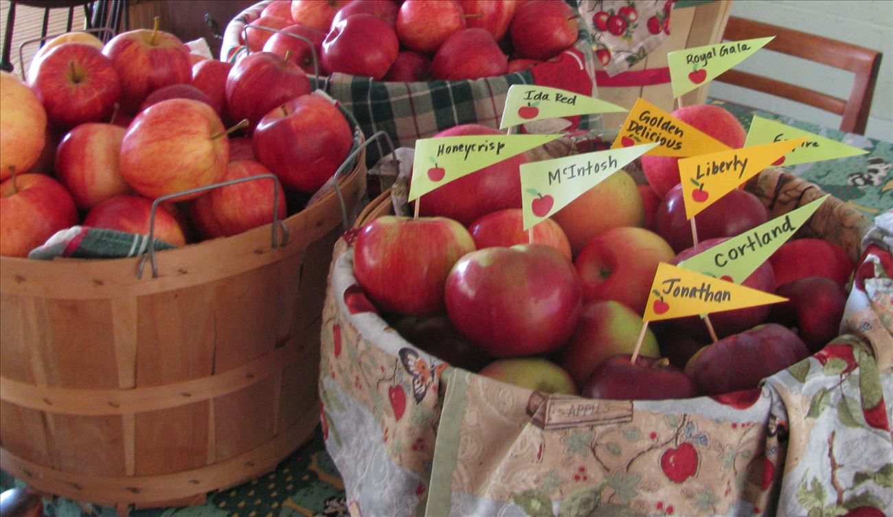 Bushels of apples at The Frosty Apple Orchard in Dexter Michigan