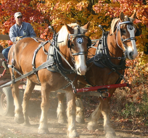 Fruit Ridge Hayrides Horse-drawn wagon ride