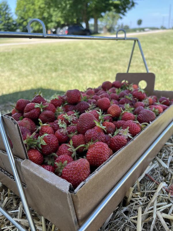 Strawberries in the filed at Gladstone Berry Farm