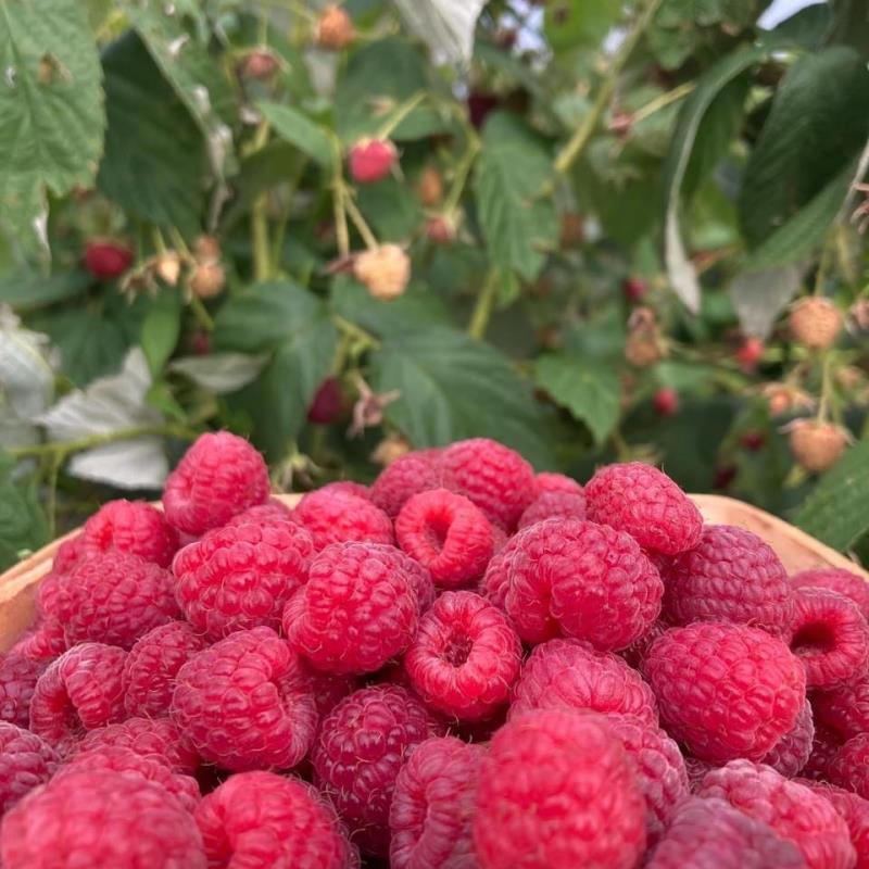 Red raspberries in a bowl at Harvey's u-pick farm in Tekonsha, Michigan.