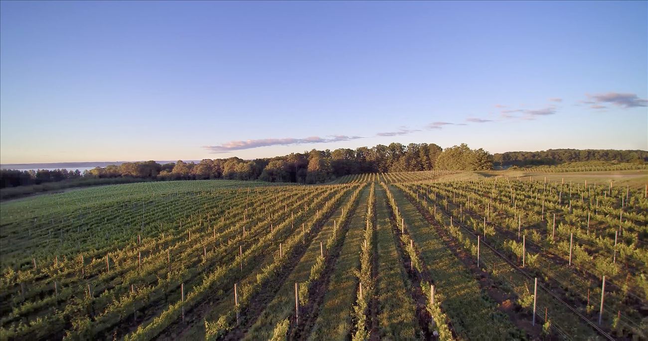Hawthorne Vineyards drone shot