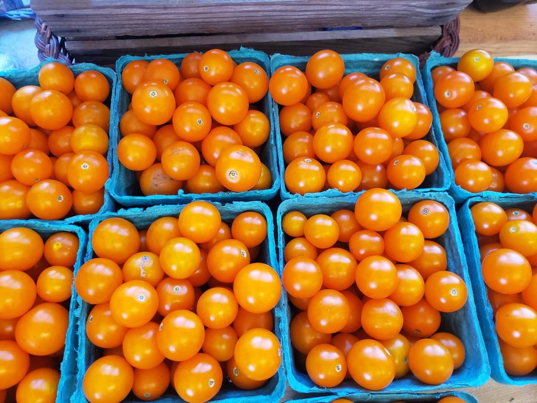 Yellow cherry tomatoes in quart baskets