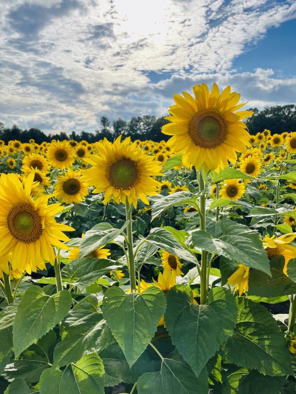 Sunflowers  in bloom with blue sky and swirling clouds