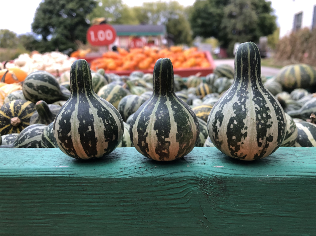 Striped gourds and pumpkins at Wells Pumpkin Farm's Roadside stand in Ann Arbor