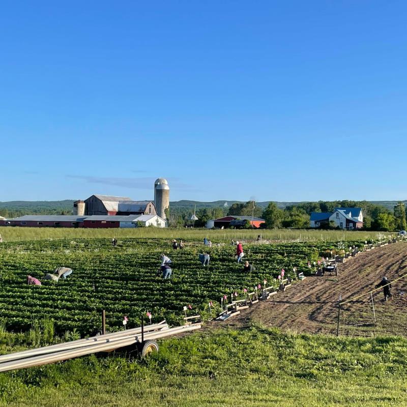people picking strawberries , blue sky