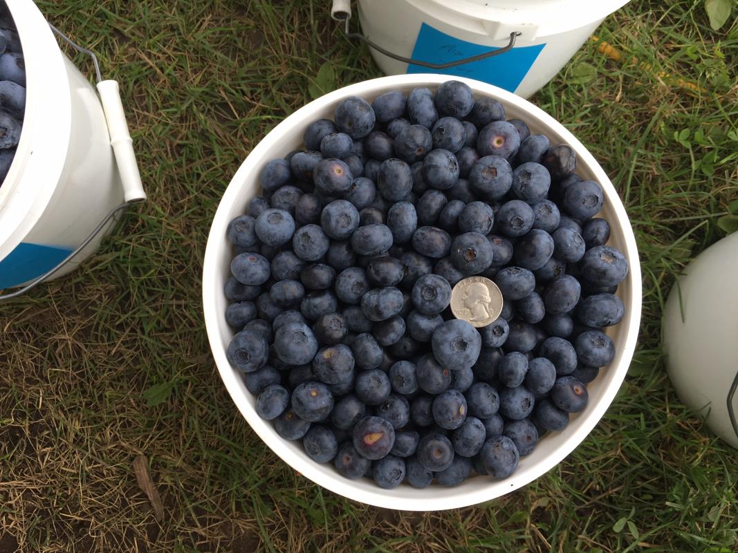 Border Country Blueberries the size of a quarter