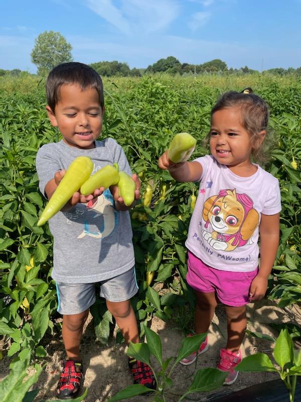 Strauss Produce Children picking peppers