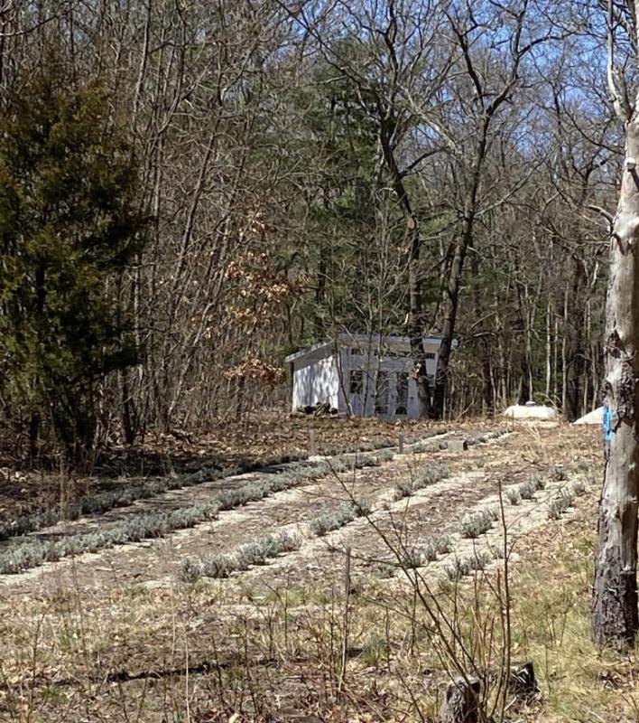 Farm stand and lavender field