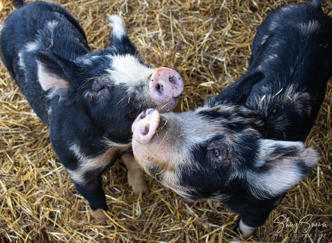 Two pigs at Domino's Petting Farm in Ann Arbor