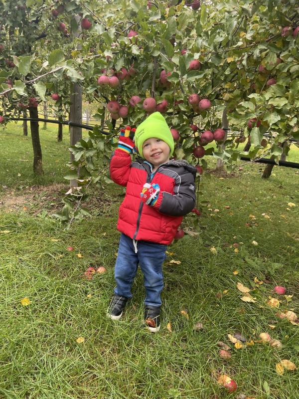 Little boy picking apples at Starz Orchards U-Pick 