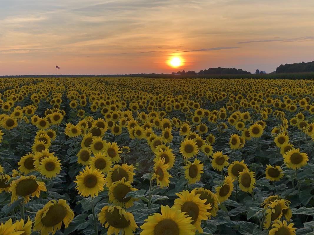 Field of sunflowers at dusk with sunset