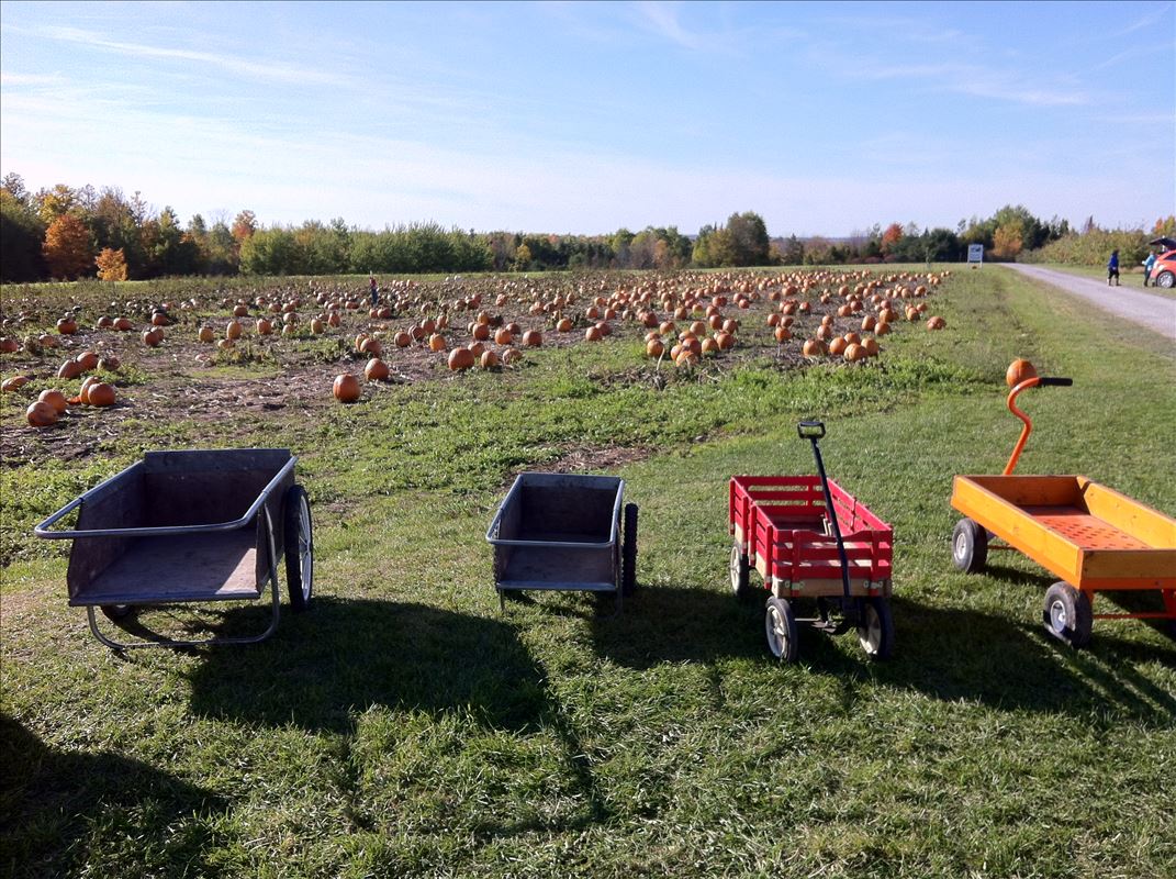 Golden River Orchard pumpkin patch