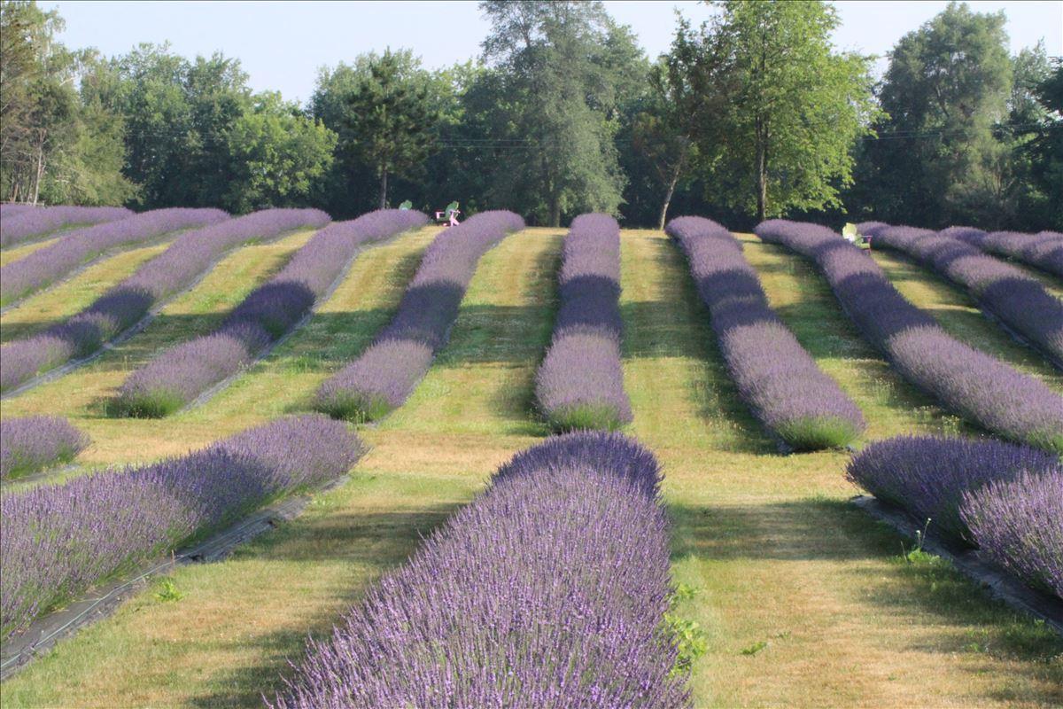 Indigo Lavender Farms Lavender fields in bloom