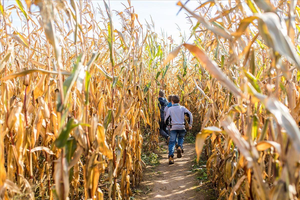 Boy in corn maze