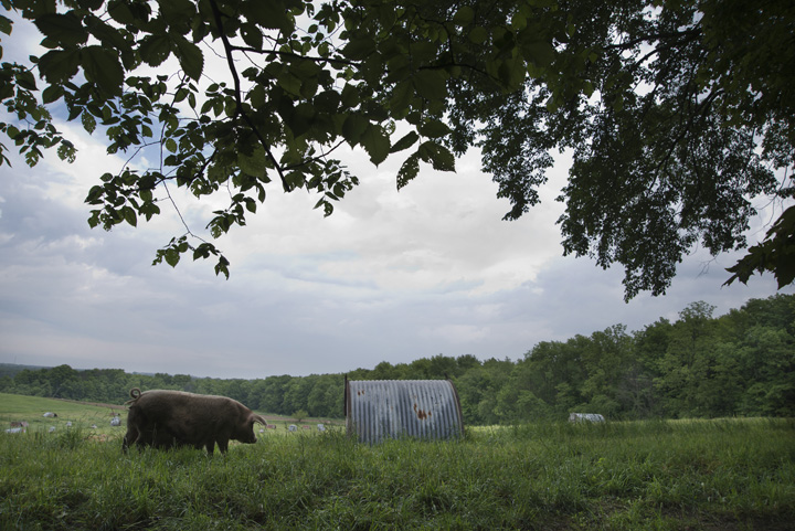 Jake's Country Meats Farm