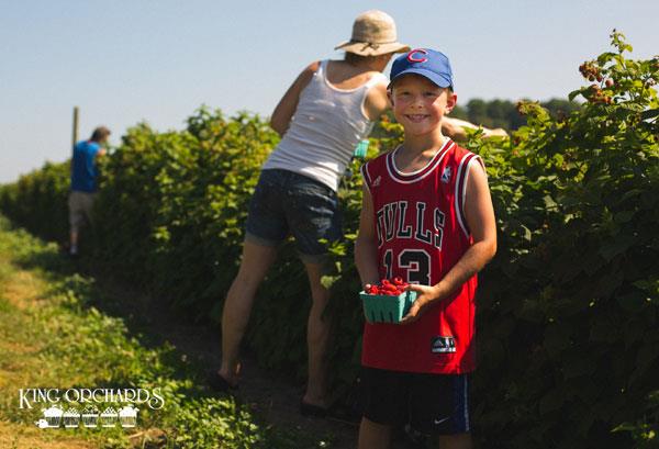 Boy picking raspberries at the u-pick farm