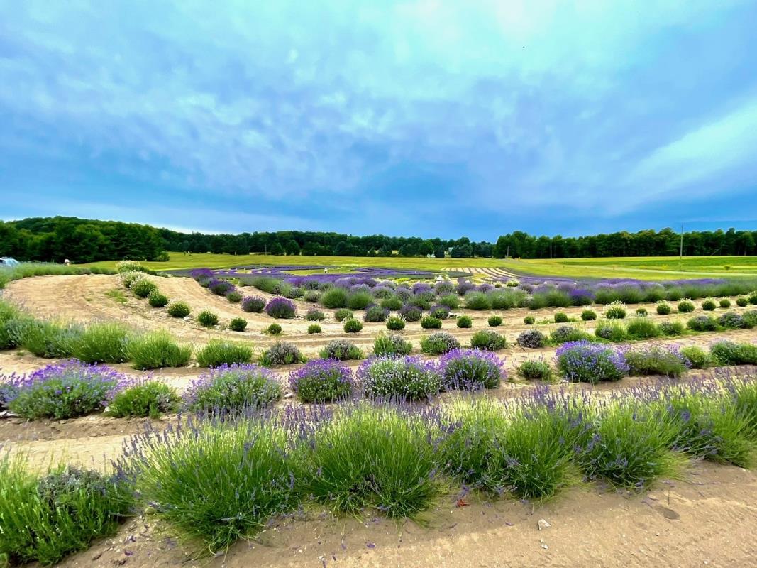 Lavender Labyrinth with blue sky at Bohemian Lavender Farm in Maple city