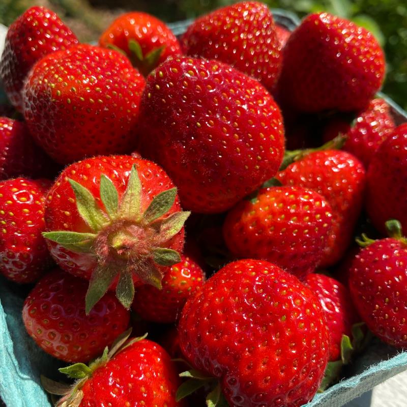 Strawberries from Local Yokels Farm in Traverse City