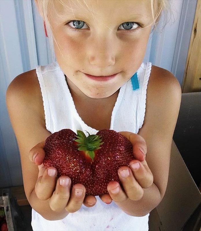 AJ's Berry Farm strawberries