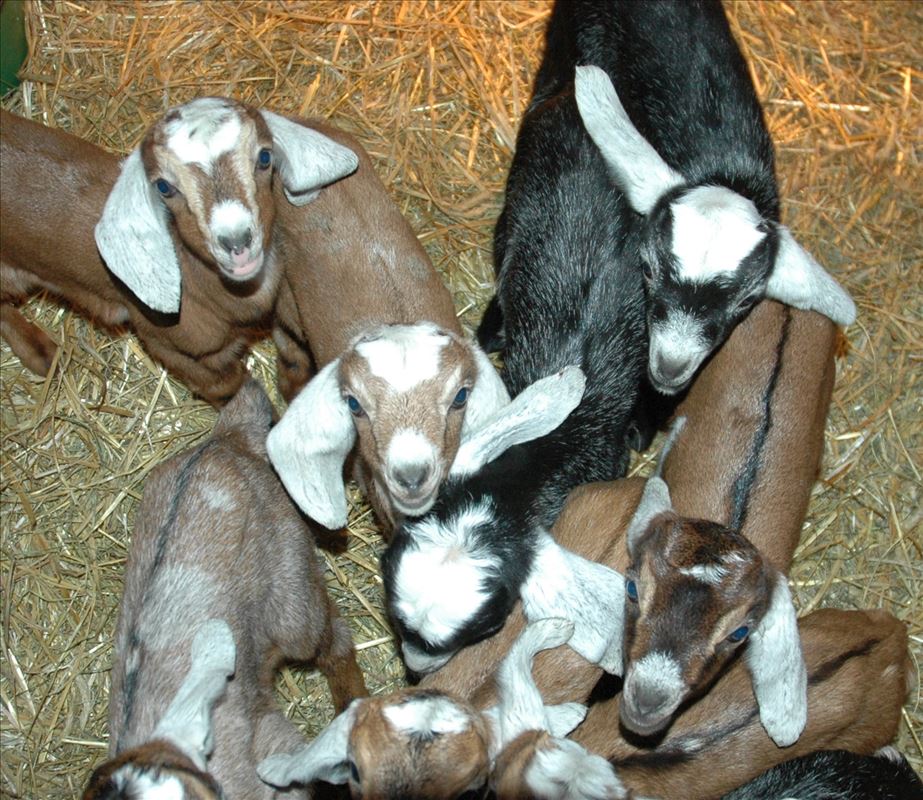 Goats in the barn at Maple Leaf Farm and Creamery in Falmouth