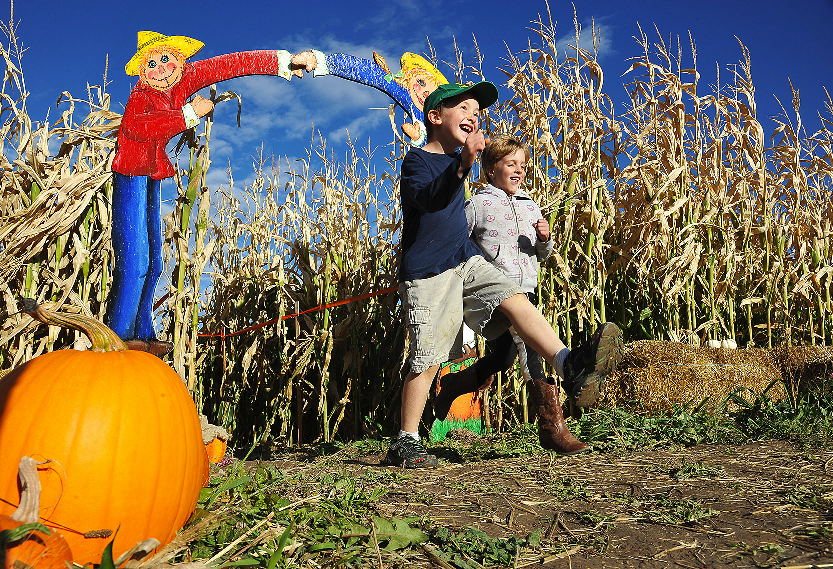 Frankenmuth Corn Maze