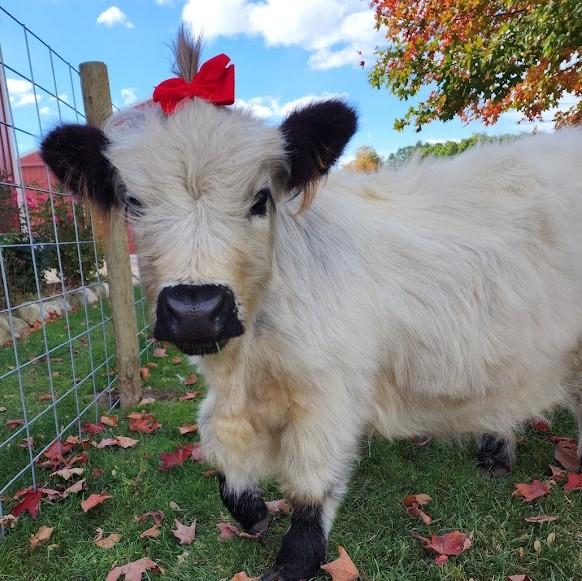 White cow with red bow at Myrtle and Maudes in Willimasburg